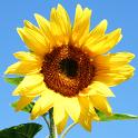 sunflower cropped
